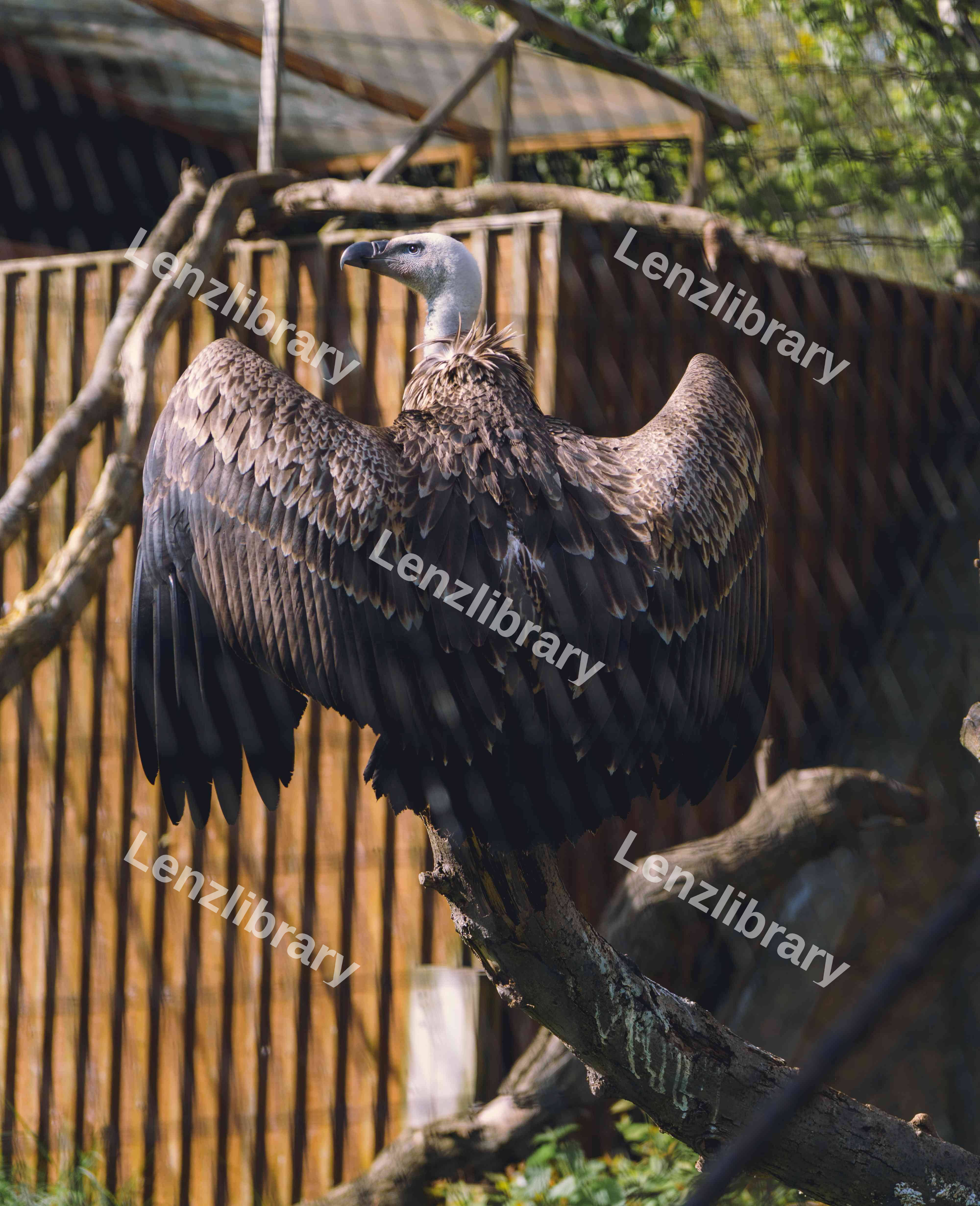 Vulture Airing